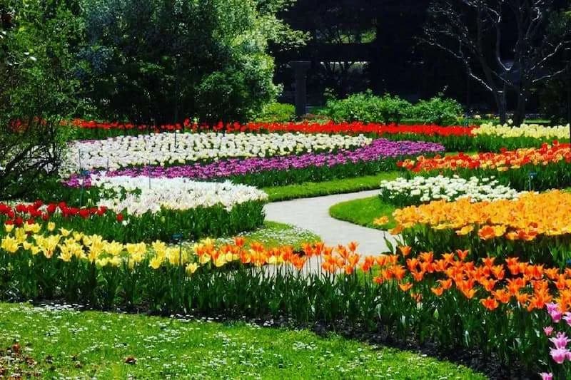 Lake Maggiore and its tulip season
