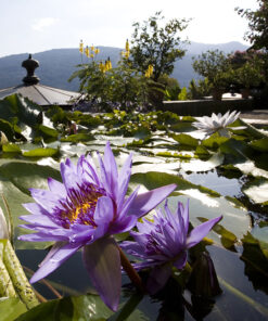 Isola Madre private cruise Lake Maggiore