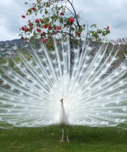 Experience the Magic of Lake Maggiore – Private Cruise to Isola Bella with Gourmet Aperitif