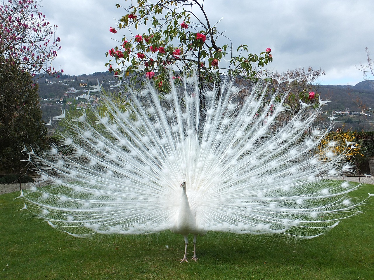 Experience the Magic of Lake Maggiore – Private Cruise to Isola Bella with Gourmet Aperitif