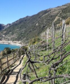 Alternative view of A hiking and wine tour through Cinque Terre
