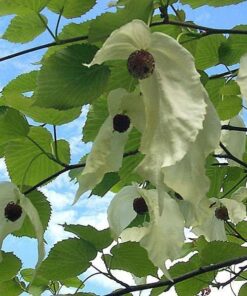 Lake Maggiore private cruise: Villa Taranto botanical garden