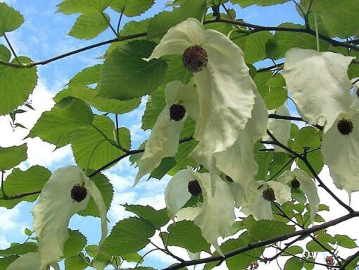 Lake Maggiore private cruise: Villa Taranto botanical garden