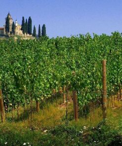 Franciacorta Sparkling Journey: Private Sommelier & Historic Palace Tasting