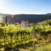 A Journey Through Valpolicella: Scenic Vineyards and Iconic Wine