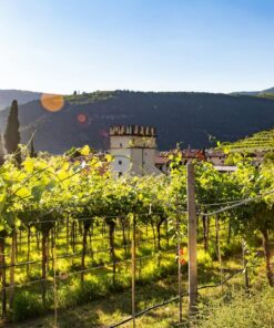 A Journey Through Valpolicella: Scenic Vineyards and Iconic Wine