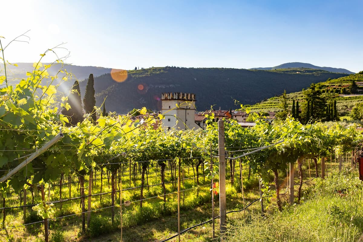 A Journey Through Valpolicella: Scenic Vineyards and Iconic Wine