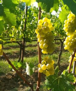 Franciacorta Sparkling Journey: Private Sommelier & Historic Palace Tasting